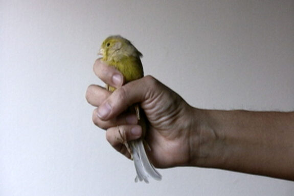 Julieta María, Bird 2010 video still